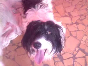 Cachorro raça SRD idade 5 anos nome Mogli