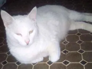 Gato raça SRD idade 3 anos nome Fofâo