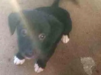 Cachorro ra a Terrier Brasileiro c/Vira lata idade Abaixo de 2 meses nome Sem nome