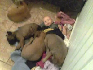 Cachorro raça mestiso com chowchow idade 2 a 6 meses nome belinha e um filhote