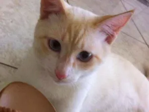 Gato raça gato de pelo curto idade 7 a 11 meses nome Chico