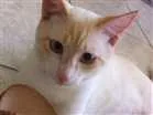 Gato raça gato de pelo curto idade 7 a 11 meses nome Chico