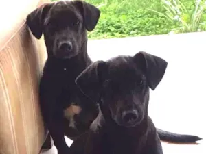 Cachorro raça vira-lata com basse idade 7 a 11 meses nome pretinha