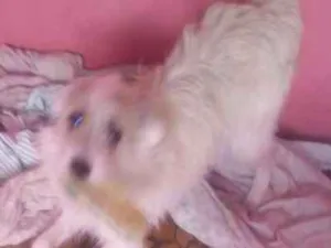 Cachorro raça SRD idade 4 anos nome mickey