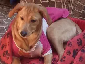 Cachorro raça Mestiça pinscher idade 2 a 6 meses nome Mel