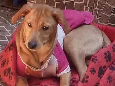 Cachorro ra a Mestiça pinscher idade 2 a 6 meses nome Mel