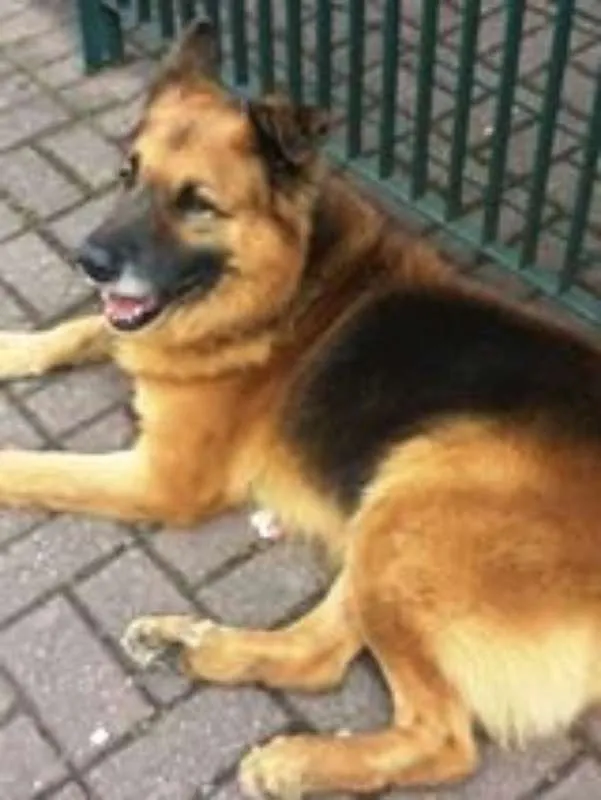 Cachorro ra a mestiço pastor alemão idade 3 anos nome Pastor Chorão