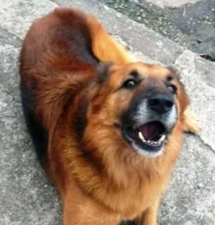Cachorro ra a mestiço pastor alemão idade 3 anos nome Pastor Chorão