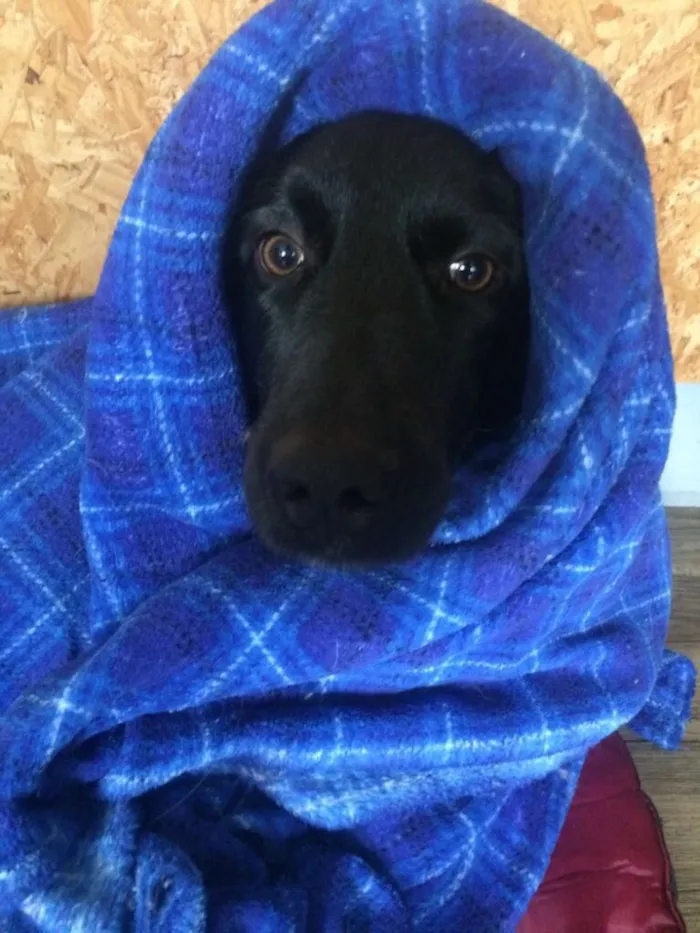 Cachorro ra a SRD idade 2 anos nome Negão