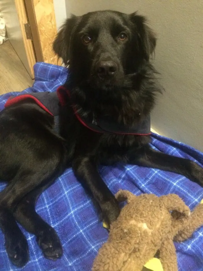 Cachorro ra a SRD idade 2 anos nome Negão