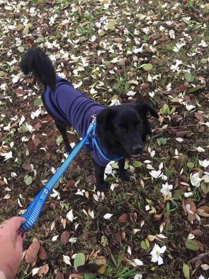 Cachorro ra a SRD idade 2 anos nome Negão