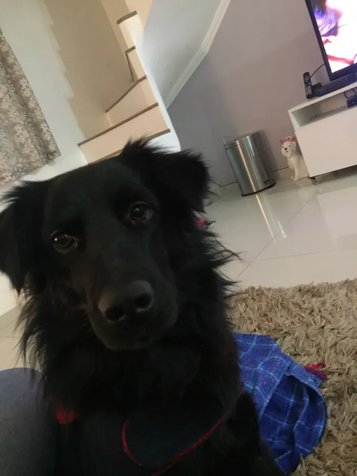 Cachorro ra a SRD idade 2 anos nome Negão