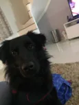 Negão