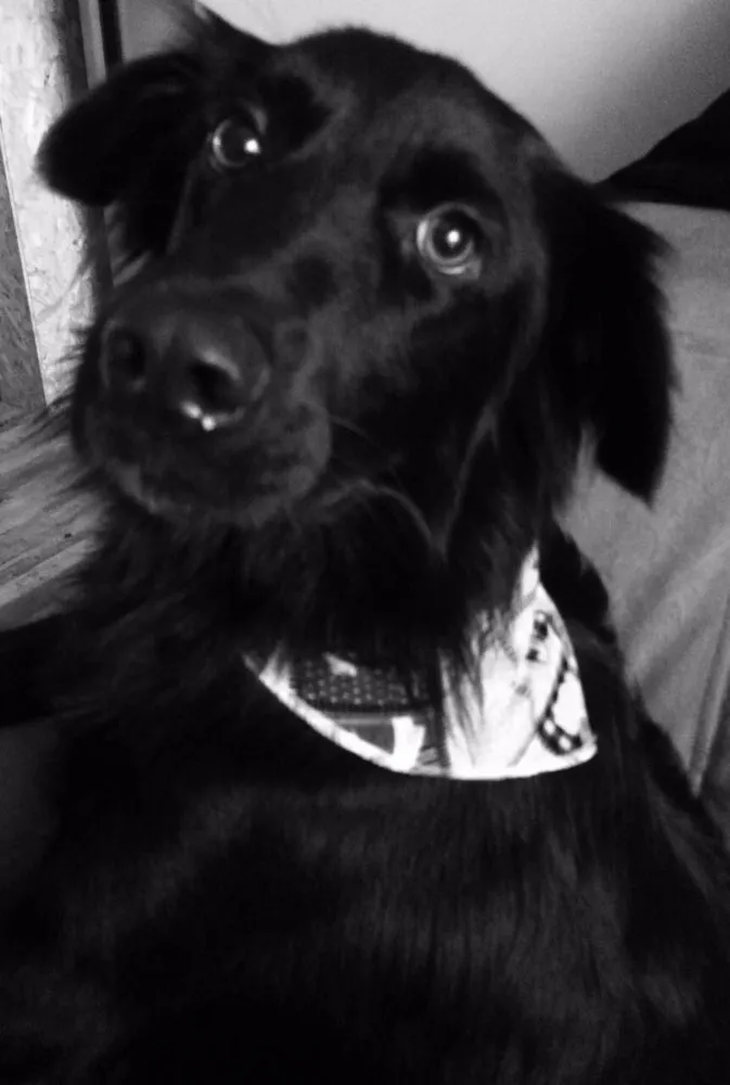 Cachorro ra a SRD idade 2 anos nome Negão