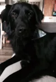 Negão
