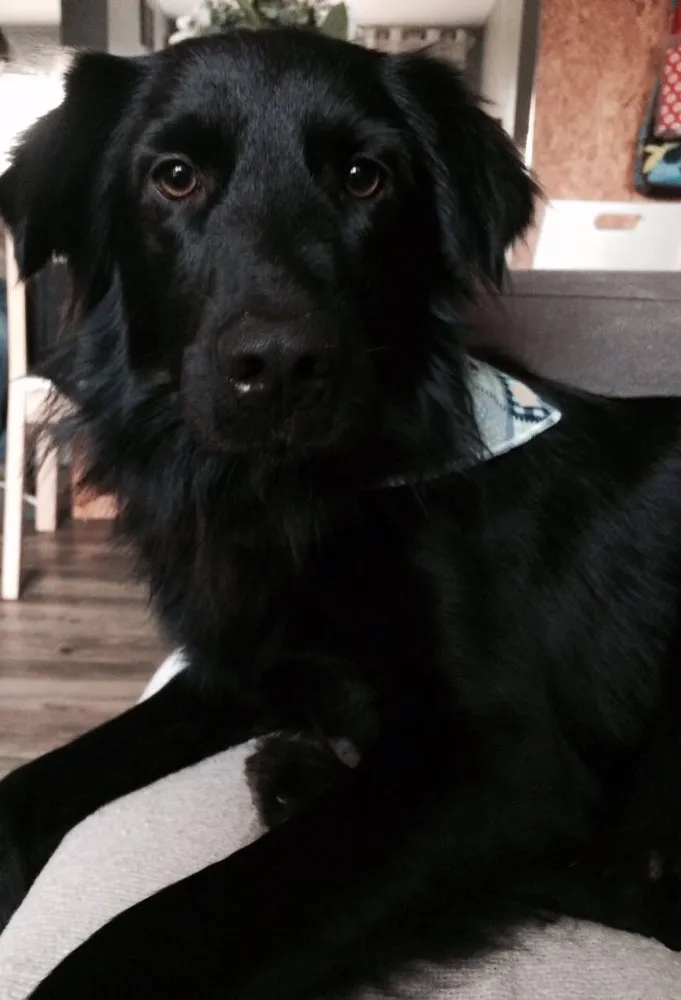 Cachorro ra a SRD idade 2 anos nome Negão