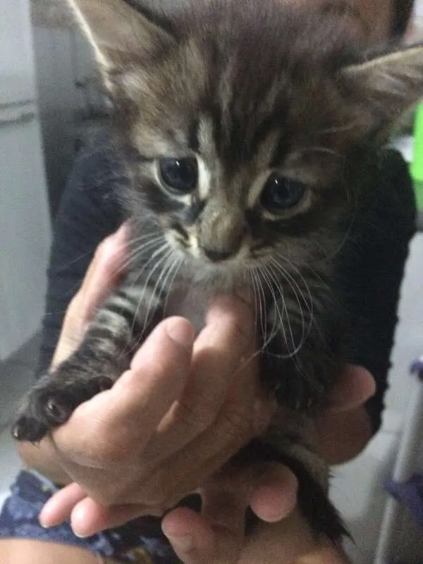 Gato raça Sem raça definida idade 2 a 6 meses nome Adão Negro/Eva Black