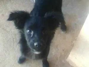 Cachorro raça vira lata idade 7 a 11 meses nome Pictucha