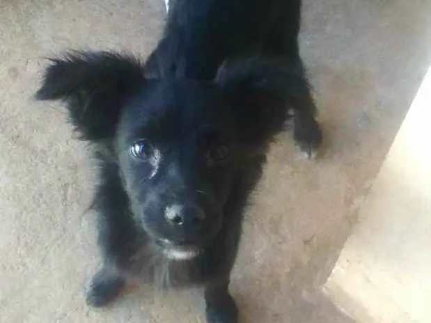 Cachorro ra a vira lata idade 7 a 11 meses nome Pictucha