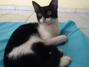 Gato raça vira lata idade 7 a 11 meses nome cabelinho