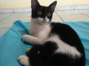 Gato raça vira lata idade 7 a 11 meses nome cabelinho