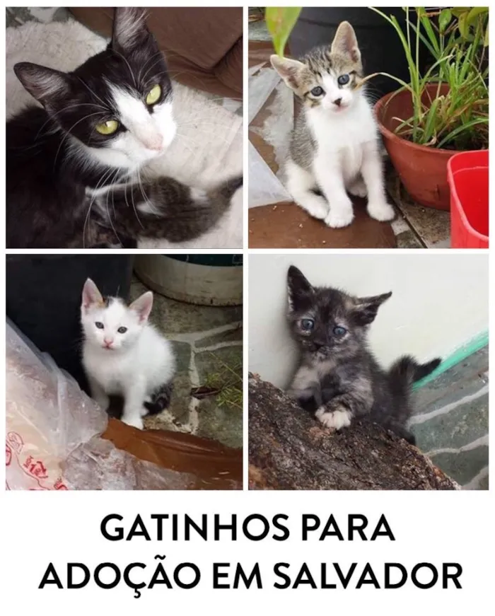 Gato raça Rn idade Abaixo de 2 meses nome Não tem nomes Ainda 