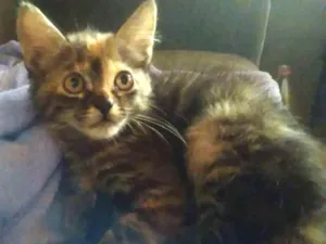 Gato raça vira lata idade 7 a 11 meses nome megg
