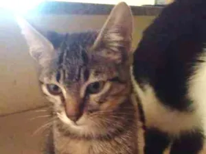 Gato raça vira lata idade 2 a 6 meses nome misha