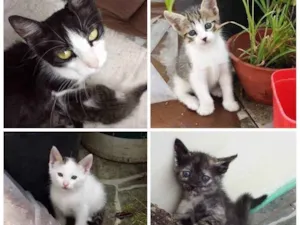 Gato raça Rn idade Abaixo de 2 meses nome Não tem nomes Ainda 