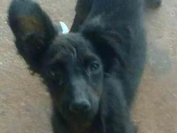 Cachorro ra a vira lata idade 7 a 11 meses nome mel