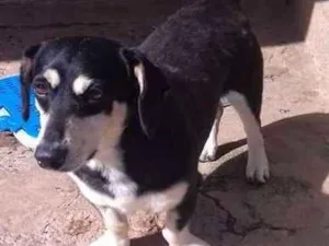 Cachorro raça mestiço Basset idade 2 anos nome Zeca
