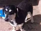 Cachorro raça mestiço Basset idade 2 anos nome Zeca