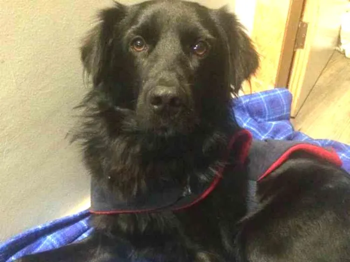 Cachorro ra a SRD idade 2 anos nome Negão