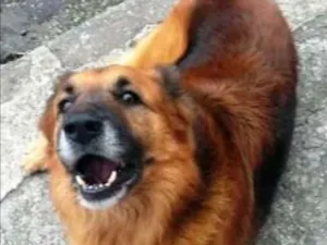 Cachorro raça mestiço pastor alemão idade 3 anos nome Pastor Chorão