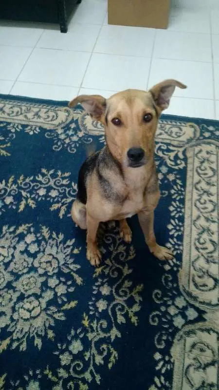 Cachorro ra a Não definida idade 2 anos nome Costelinha