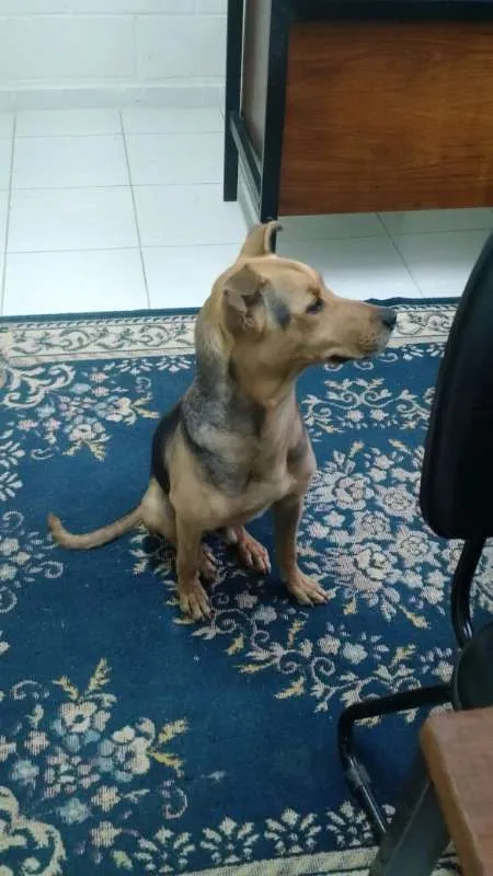 Cachorro ra a Não definida idade 2 anos nome Costelinha