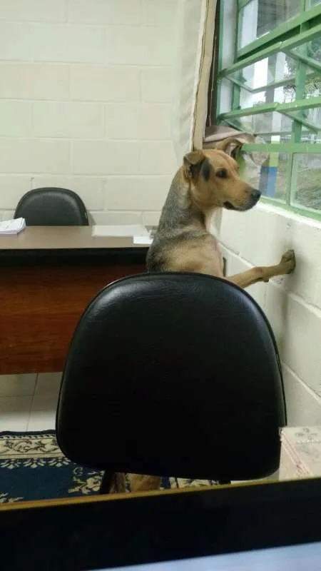 Cachorro ra a Não definida idade 2 anos nome Costelinha