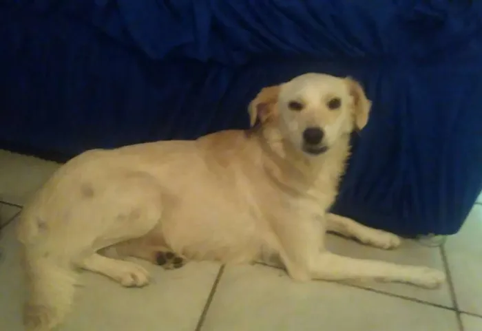 Cachorro ra a vira lata idade 3 anos nome sapeca