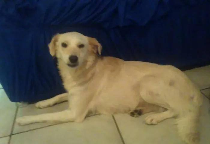 Cachorro ra a vira lata idade 3 anos nome sapeca