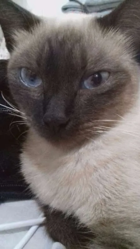 Gato raça Ciamês idade 2 anos nome Lulu