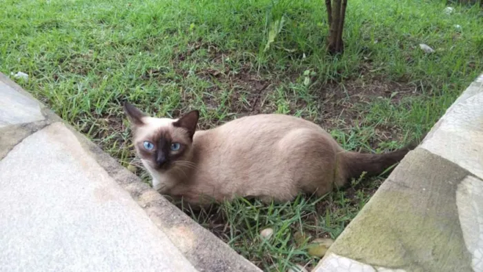 Gato raça Ciamês idade 2 anos nome Lulu