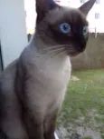 Lulu