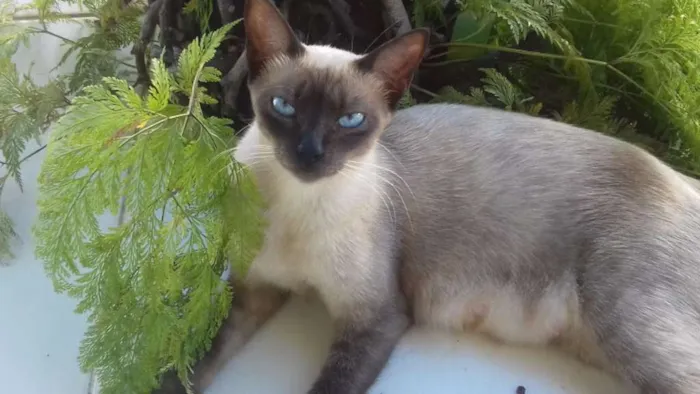 Gato raça Ciamês idade 2 anos nome Lulu