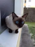 Lulu