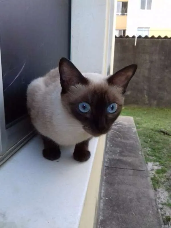 Gato raça Ciamês idade 2 anos nome Lulu
