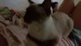 Lulu