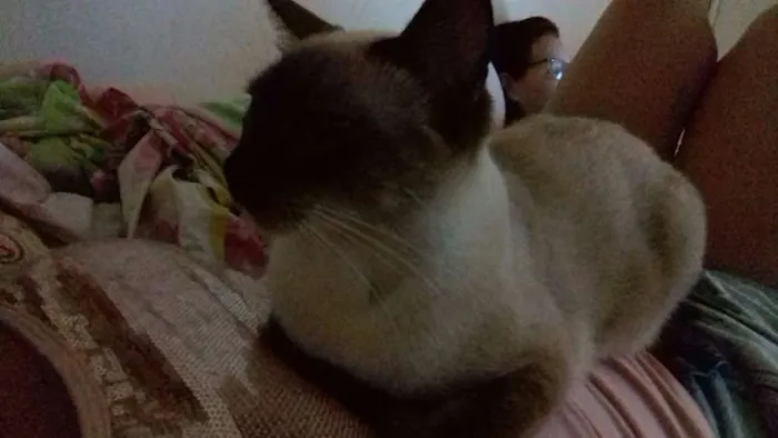 Gato raça Ciamês idade 2 anos nome Lulu