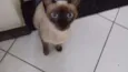 Lulu
