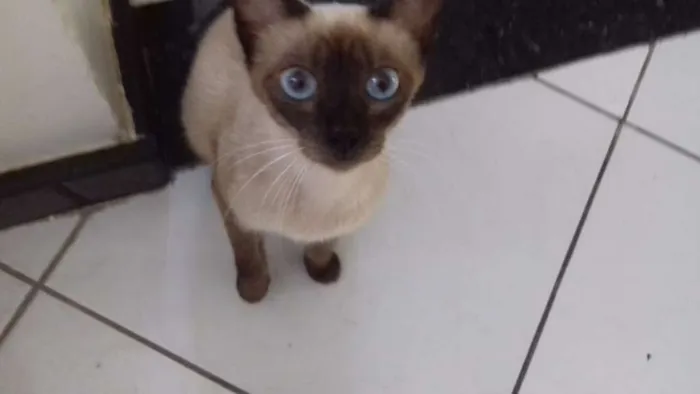 Gato raça Ciamês idade 2 anos nome Lulu