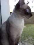 Lulu